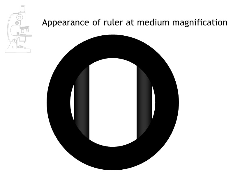 Appearance of ruler at medium magnification